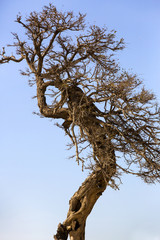 Dry oak tree against the blue sky