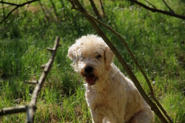 Hund schaut zur Kamera