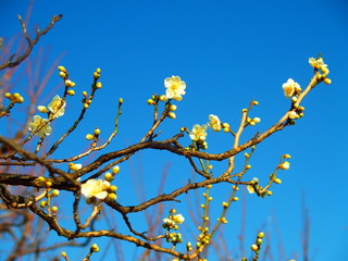 梅の花