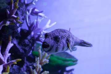 Fish with open mouth. Arothron hispidus