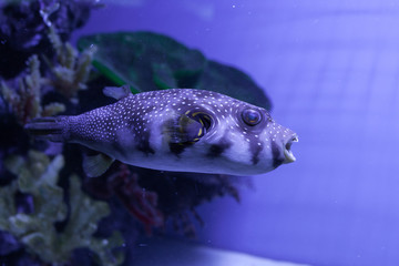 White-spotted puffer. Arothron hispidus