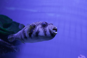 Puffer fish in aquarium. Arothron hispidus