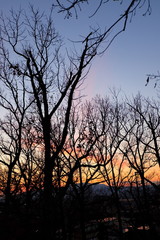 夕焼け空と冬の木々