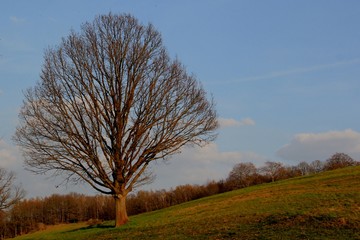 Herbstlicher Baum