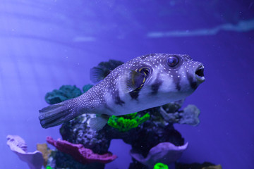 Puffer fish in aquarium. Arothron hispidus