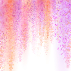 Spring background with blooming wisteria