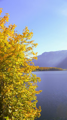 part of the tree on the lake and the mountain background in the autumn