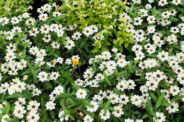 Small white flower on tree in the park