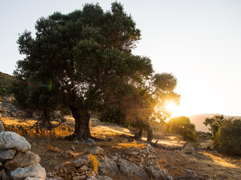 Big tree on a brink at sunset