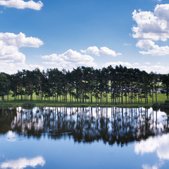 Row of trees on the coast of lake