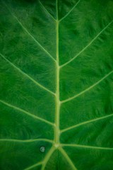 Leaf and water droplet macro up close showing the leaf`s tree like structure and various shades of vibrant green.