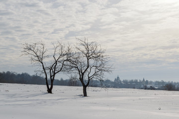 Fototapeta na wymiar Trees in a field on a winter day