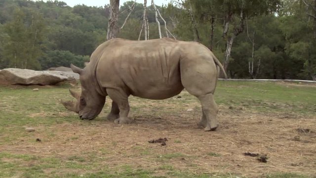 A rhino grazing on some grass