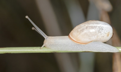 Snail on the grass