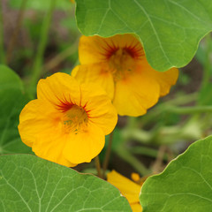 Kapuzinerkresse, Tropaeolum majus