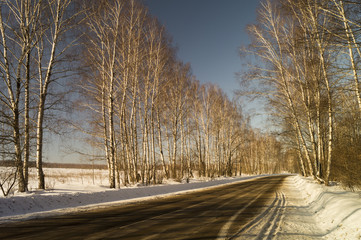 Winter landscape with birch by grove