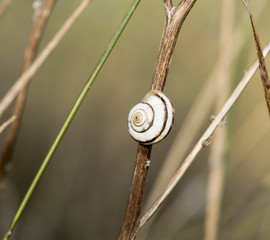 Snail on the grass
