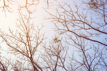 branch on blue sky