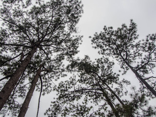 pine tree on blue sky background