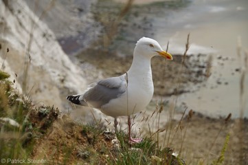 Obraz premium Seagull