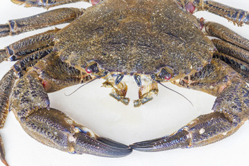 Velvet crab Necora puber