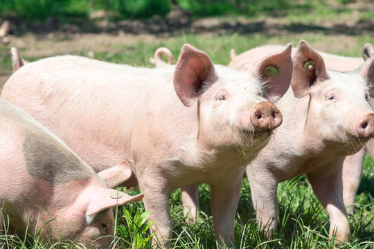 Rosa Schweinchen auf der grünen Wiese-Bioschweine