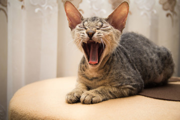 little Sphynx cat yawns sitting on a chair