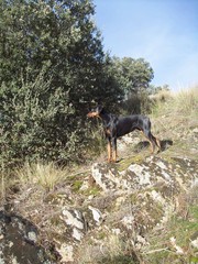 DOBERMAN
