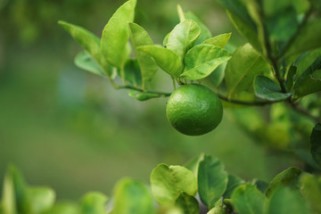lime hanging on the branch