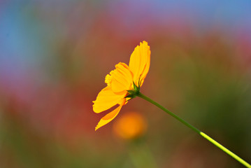 Orange flower with a colorful background
