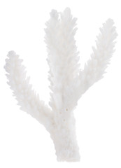 isolated part of white coral branch