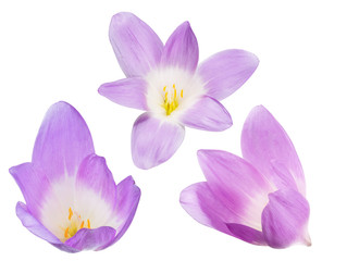 set of three lilac crocus blooms