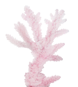 light red coral isolated small branch