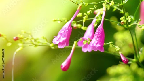 Strobilanthes cystolithigera. Strobilanthes is genus  
