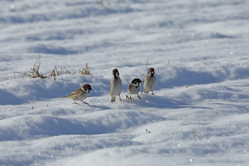 雪が積もった田んぼに集まるスズメ
