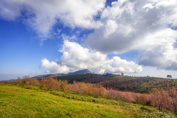 Obraz premium Wild Himalayan Cherry Blossom Flower with blue sky at Phu Lom Lo