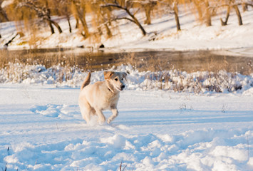 Dog is running in the snow.   falling