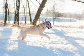 Golden retriever playing outdoors in winter