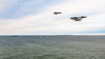 above view of sea mews flying to little island