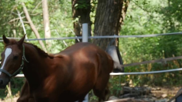 a Beautiful Young Horse is Galloping in Slo-Mo, and Its Cannons Are Moving in an Impressive Way With a Wooden Fence and Greenary in the Background