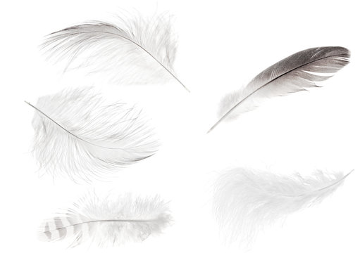 set of five isolated light feathers