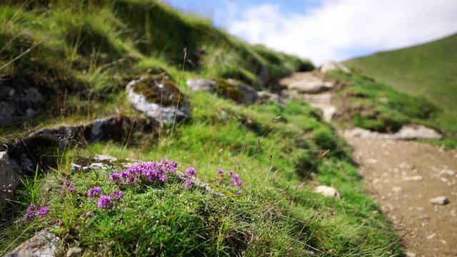 Wild flowers growing alongside a mountain path, Bleabank Side Glencoyne in the English Lake District, UK