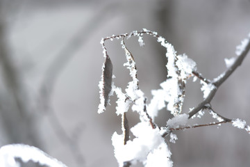 Frozen branch covered with snow