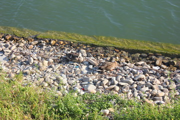 Утки на берегу горного озера летним днем.