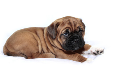 Dogue de Bordeaux - Puppy - Rare Black Mask