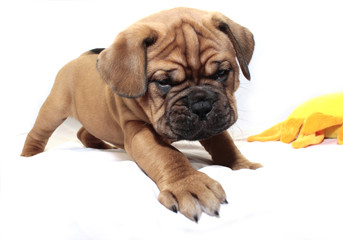 Dogue de Bordeaux - Puppy - Rare Black Mask