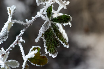 Frozen branches covered with snow