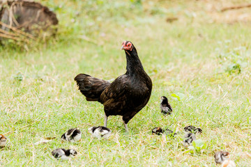 Hen chick rearing in natural environment rural scene