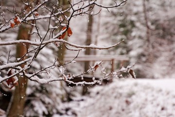 Winterimpressionen im Wald