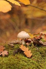 Herbstimpressionen auf altem Baumstumpf